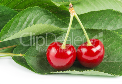 two cherries and branch with leaves