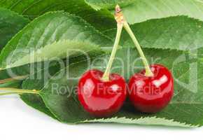 two cherries and branch with leaves