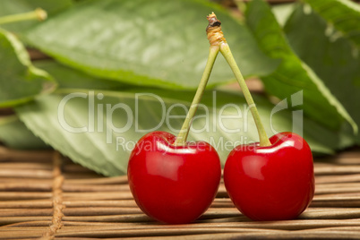 cherry branch with leaves