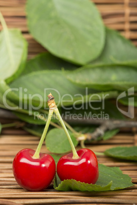 cherry branch with leaves