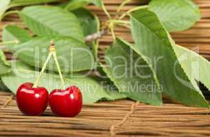 cherry branch with leaves