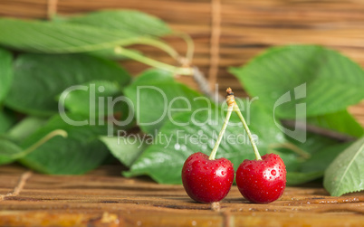 cherry branch with leaves