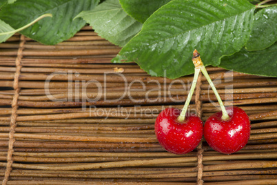 cherry branch with leaves