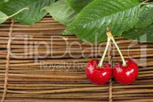 cherry branch with leaves