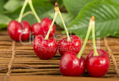 cherries and branch with leaves