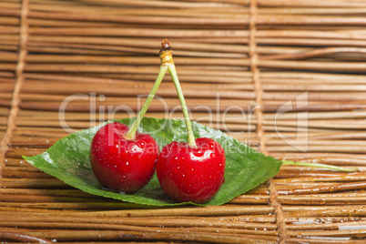 cherry branch with leaves