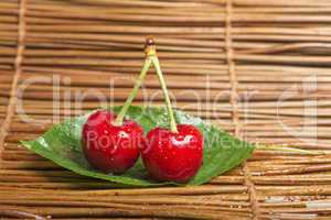 cherry branch with leaves