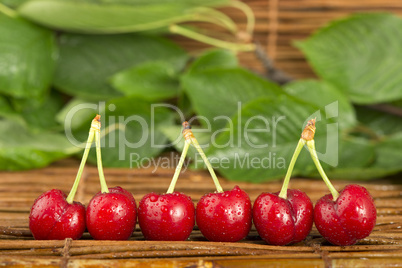 cherries and branch with leaves