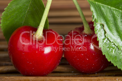 cherry branch with leaves