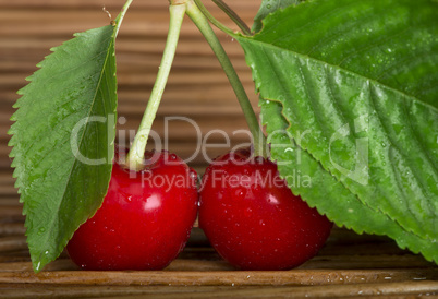 cherry branch with leaves