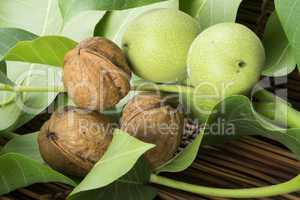 green and ripe walnuts. studio shot
