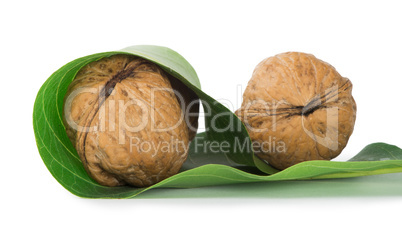 ripe walnuts