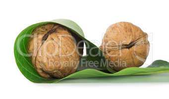 ripe walnuts