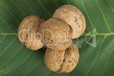 ripe walnuts on leave