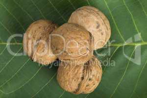 ripe walnuts on leave