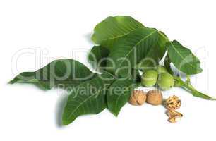 walnuts and branch with leaves white isolated