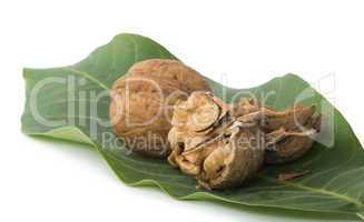 walnuts and branch with leaves white isolated