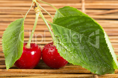 cherry branch with leaves