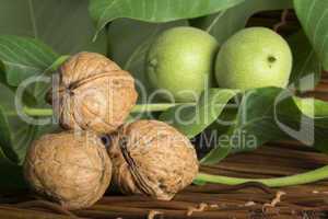 green and ripe walnuts. studio shot