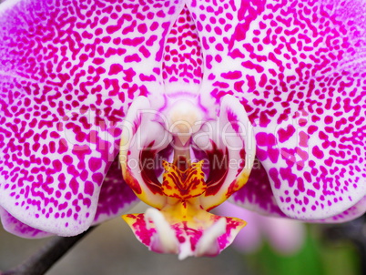 Phalaenopsis