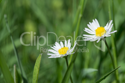 spring flowers daisies