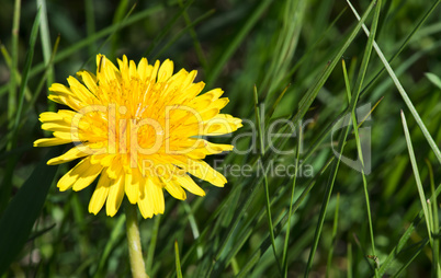 blooming dandelion