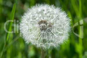 blooming dandelion