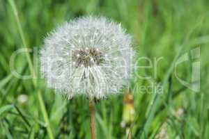 blooming dandelion