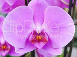 Phalaenopsis