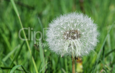 blooming dandelion