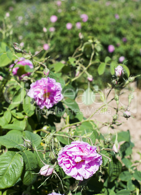 plantation crops roses