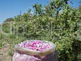 plantation crops roses