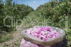 plantation crops roses