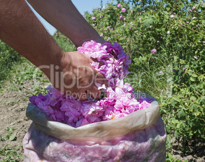 plantation crops roses