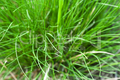 grass background