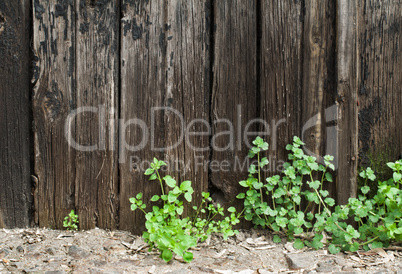 old cracked paint on boards