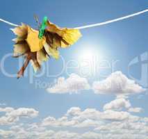 autumn leaves on a rope