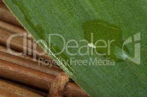 green leaf background and drops