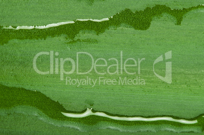 green leaf background and drops