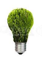 lamp made ??of green plants. ecology conception