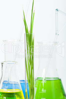 green plants in laboratory equipment