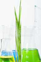 green plants in laboratory equipment