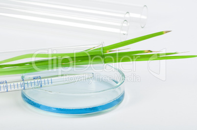 green plants in laboratory equipment