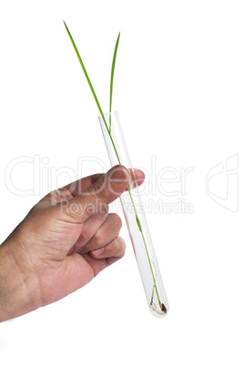 green plants in laboratory equipment