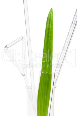 green plants in laboratory equipment