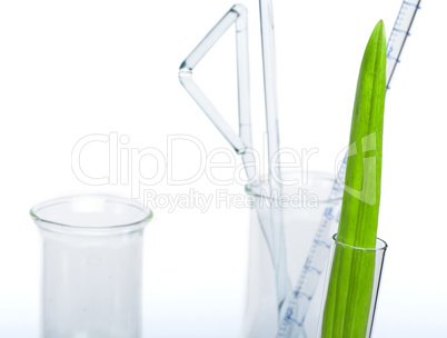 green plants in laboratory equipment