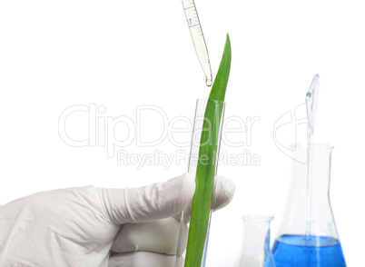 green plants in laboratory equipment