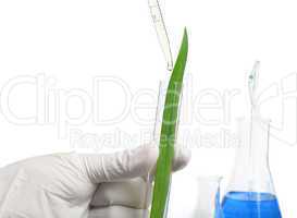 green plants in laboratory equipment