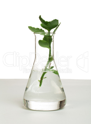 green plants in laboratory equipment