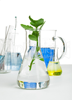 green plants in laboratory equipment